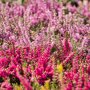 Rode struikheide met roze winterheide